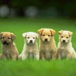 Hotel para cachorro