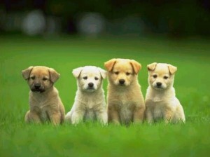 Hotel para cachorros Hotel para cachorros