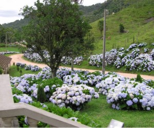 Caminho das Hortênsias - Rodeio SC