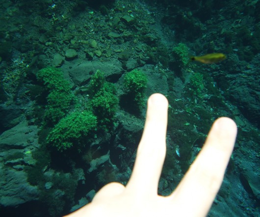 Peixe - Lagoa Misteriosa