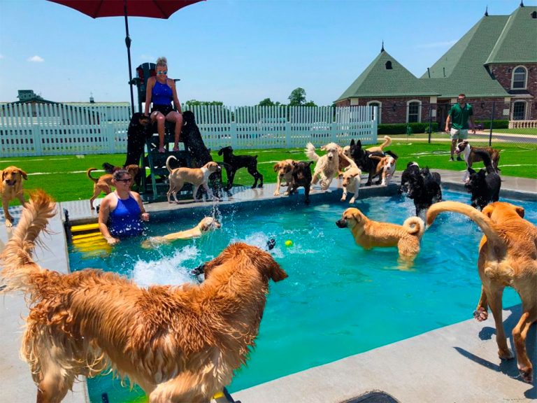 Hotel para cachorro Hospedagem para o seu animal de estimação!