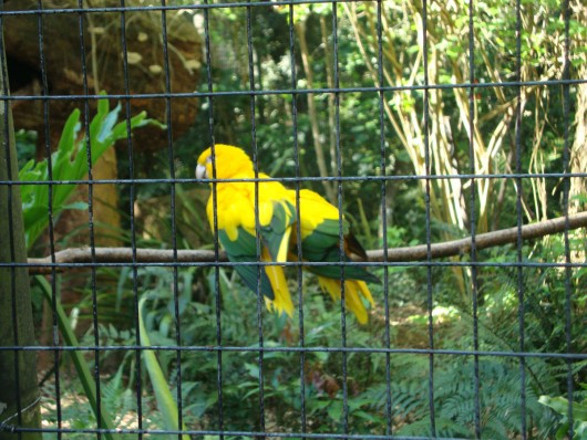 Show de cores - Parque das Aves
