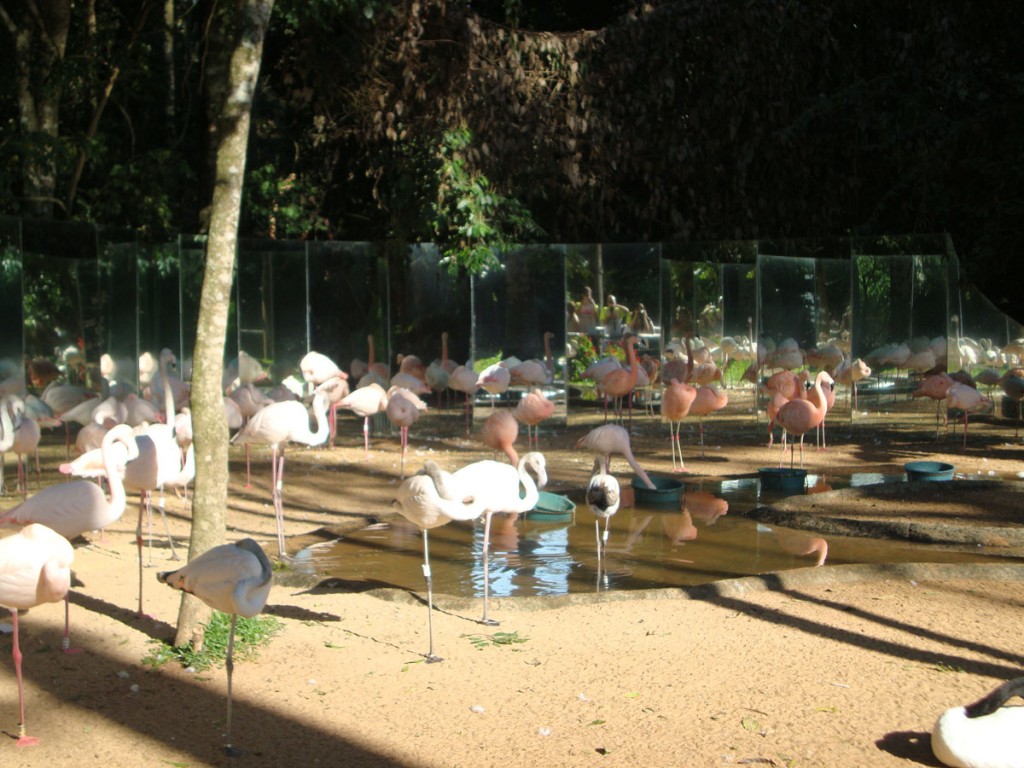 Flamingos - Parque das Aves