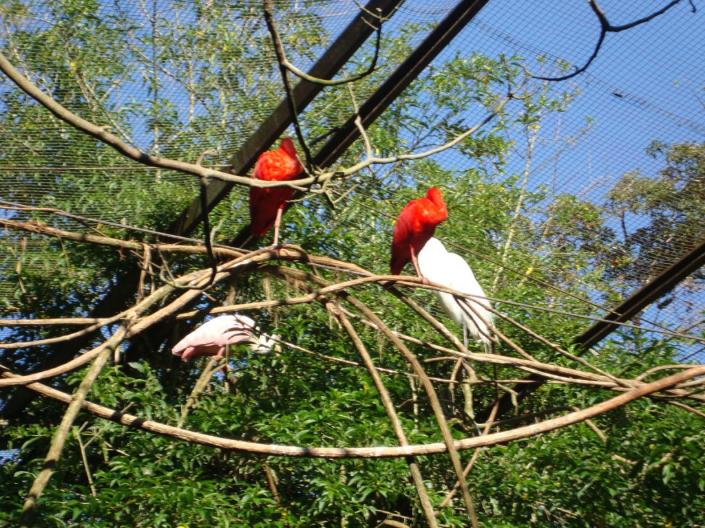 Preservação da natureza - Parque das Aves