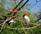 Preservação da natureza - Parque das Aves