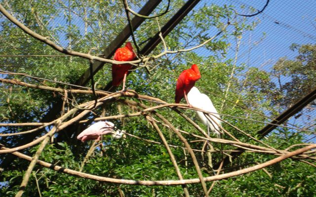 Preservação da natureza - Parque das Aves