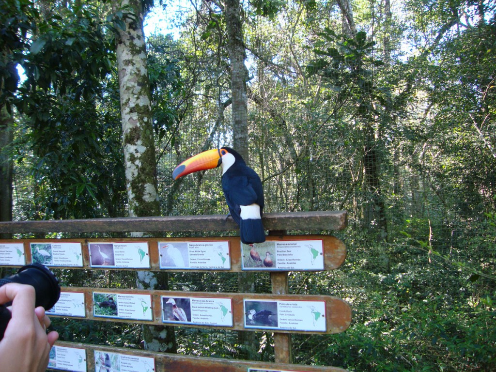 Tucano - Parque das Aves