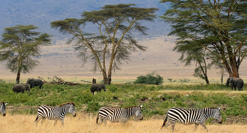 Savana Africana - África Savana Africana - África