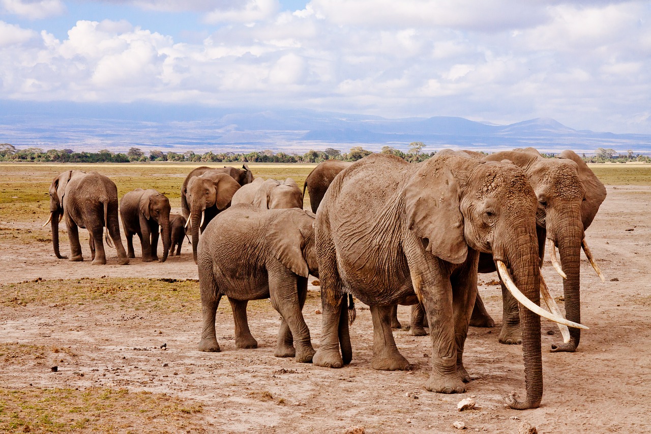 A savana africana é outro dos lugares mais perigosos do mundo