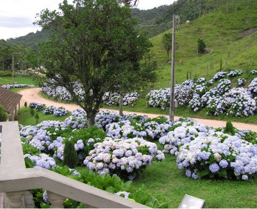 Caminho das Hortênsias - Rodeio SC