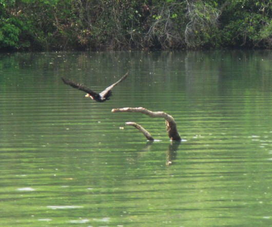 Aves em Bonito - MS