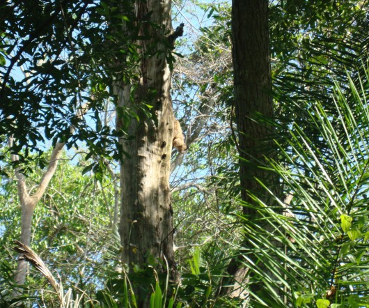 Mamíferos em Bonito - MS