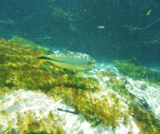 Peixes em Bonito - MS
