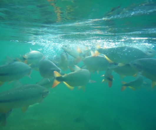 Peixes - Balneário Municipal