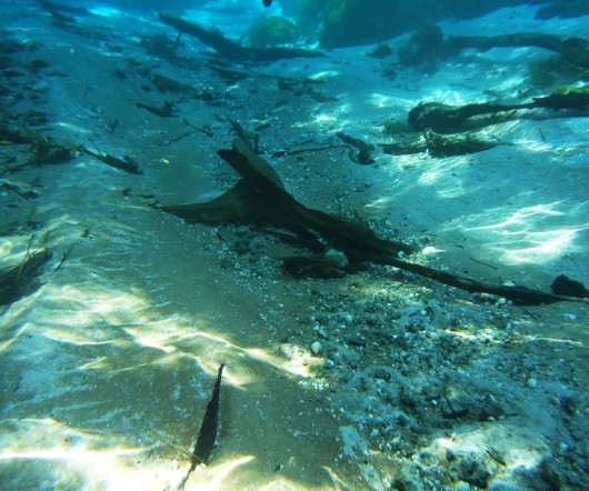 Água cristalina - Rio Sucuri