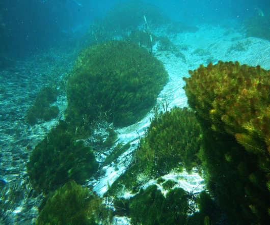 Algas - Rio Sucuri