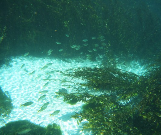 Peixes pequenos - Rio Sucuri