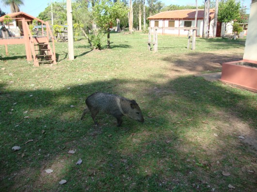 Chiquinha - Fazenda 23 de Março