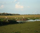 Tuiuiú - Ave símbolo do Pantanal