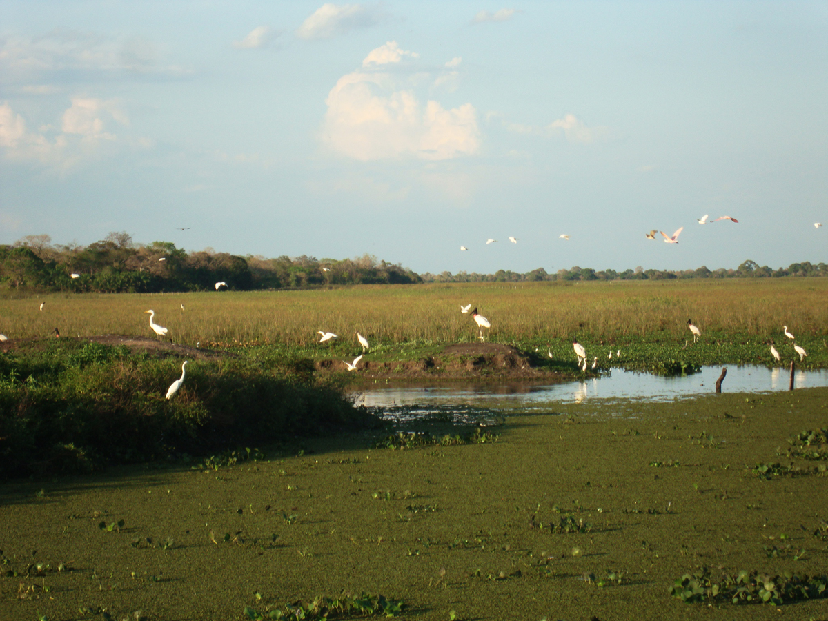 Tuiuiú - Ave símbolo do Pantanal