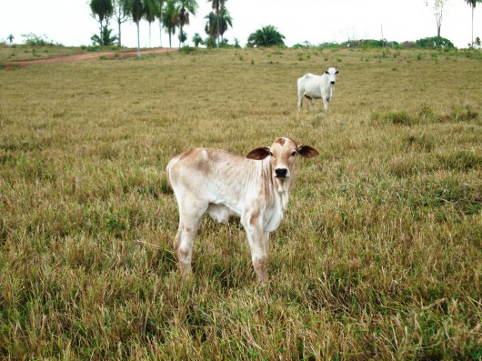 Gado da Fazenda 23 de Março