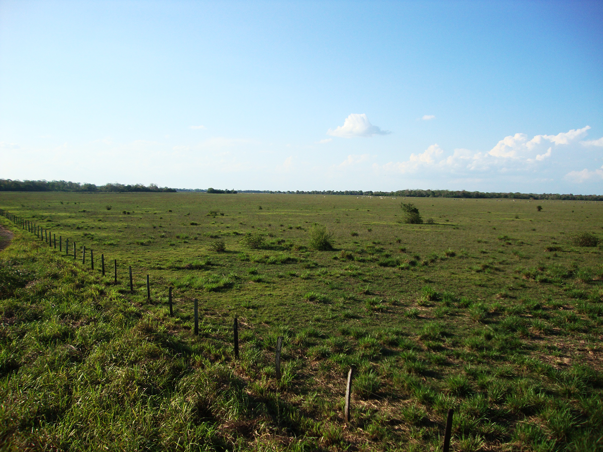 Pantanal na seca