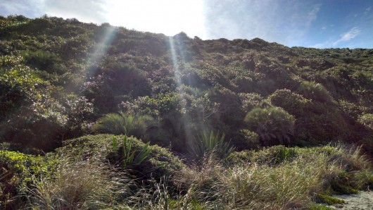 Natureza na Praia do Rosa - SC