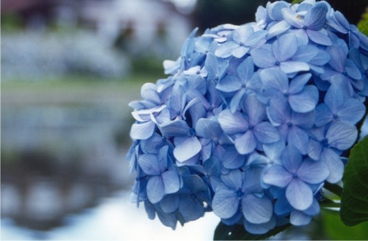 Hortênsias - Gramado - RS