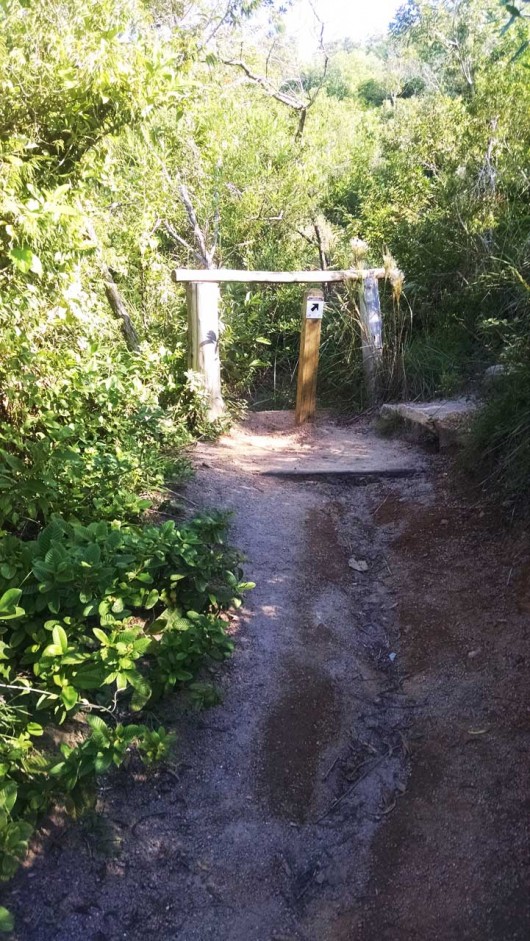 Caminho trilha Morro do Macaco