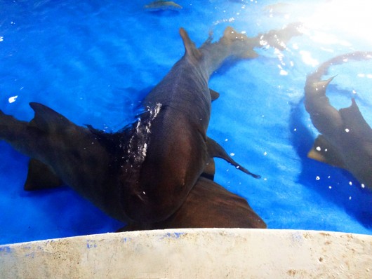 Alimentação dos tubarões - Oceanário Aracaju - SE