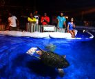 Aquário de tartarugas marinhas - Oceanário Aracaju - SE