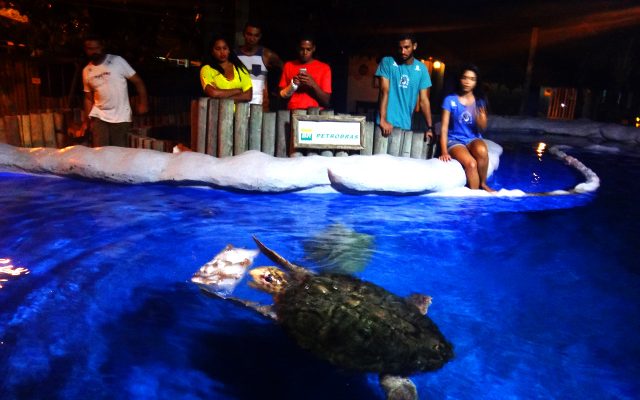 Aquário de tartarugas marinhas - Oceanário Aracaju - SE