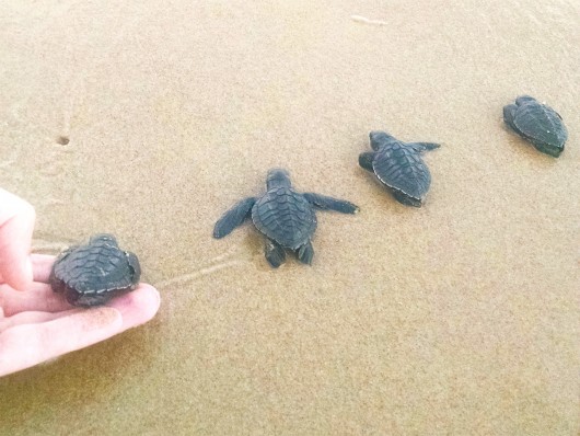 Soltura tartarugas - Oceanário de Aracaju - SE