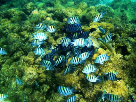 Peixes coloridos