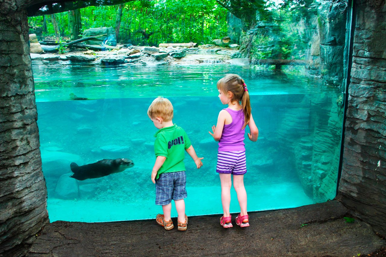 Visitar o zoológico é uma opção para o dia das crianças 2022