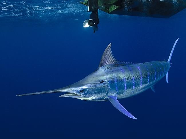 Pesca Oceânica em Vitória - ES