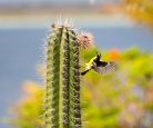 Cactus em Bonaire