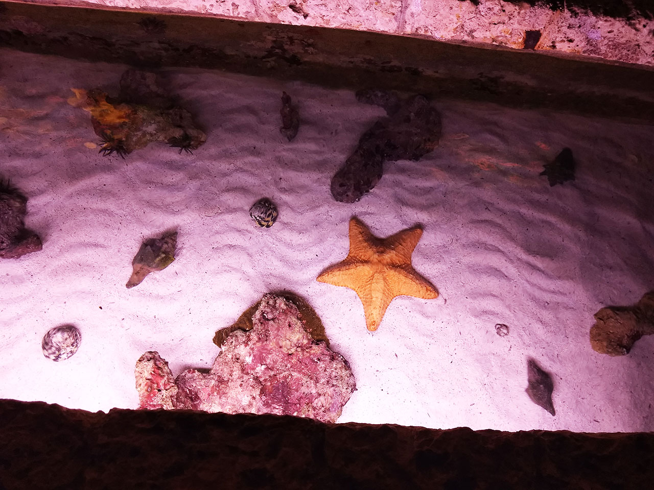 Estrela do mar no Xcaret