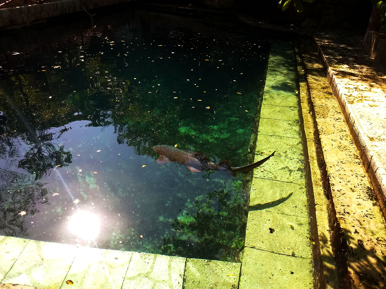 Tubarão no Parque Xcaret