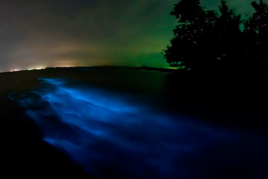 Bioluminescência em Indian River