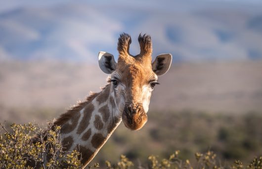 Pacote de viagem África 2020