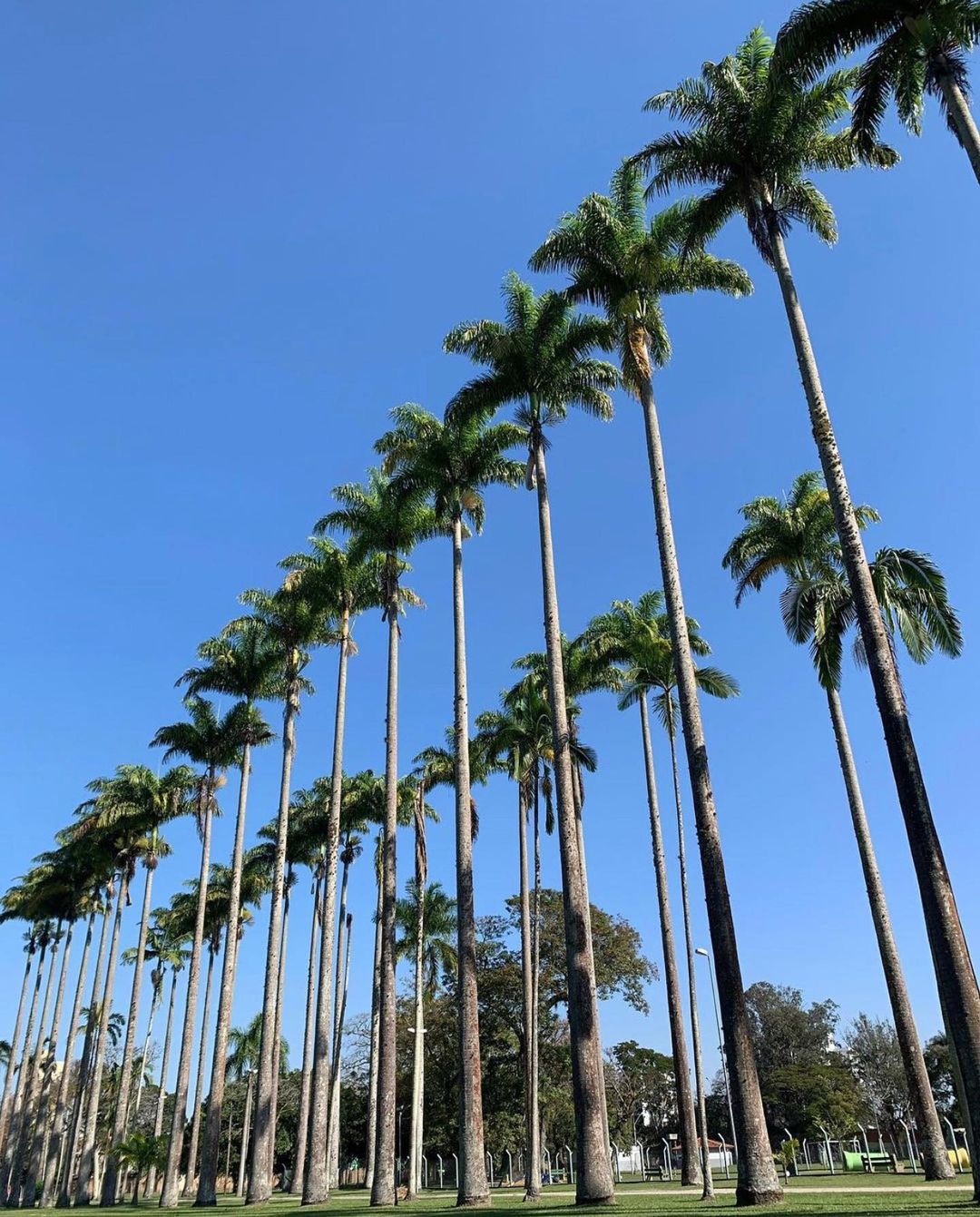 Palmeiras do Parque Roberto Burle Marx (Photo by @janiscorrea)