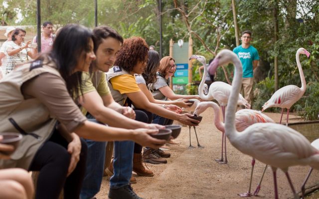 Turistas alimentando flamingos no Parque das Aves