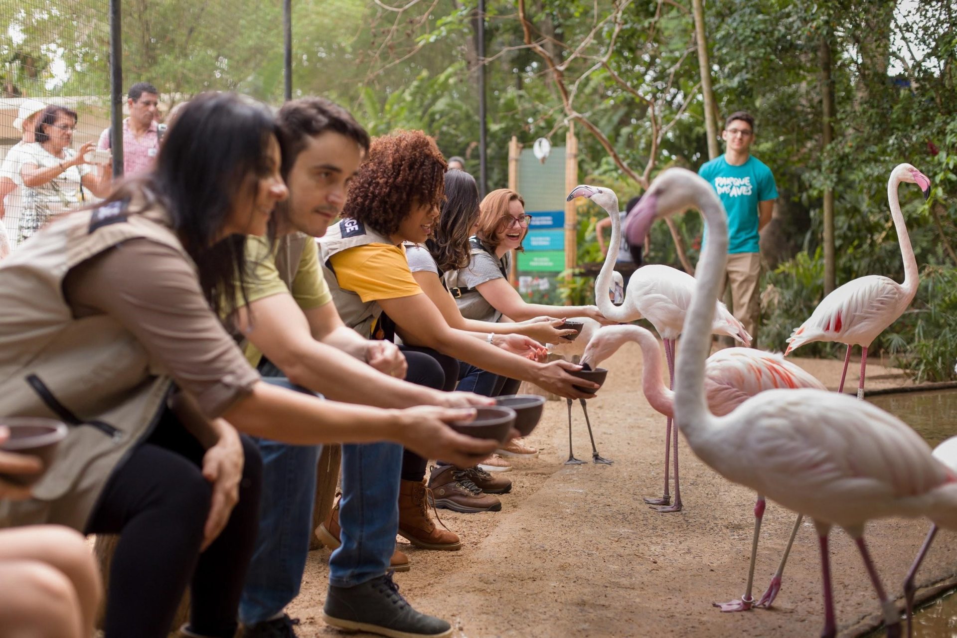 Turistas alimentando flamingos no Parque das Aves