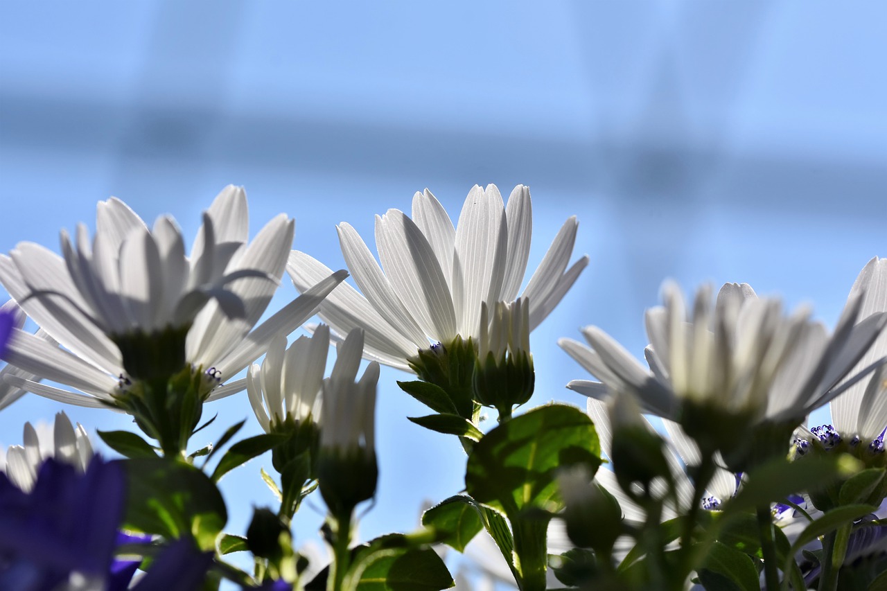 Cultivo de flores em Holambra para ser visto após uma viagem curta de São Paulo