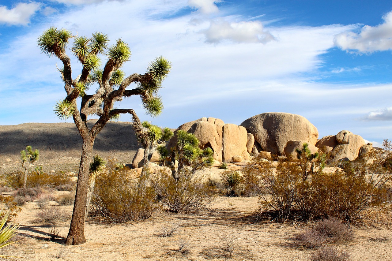 Vegetação do Joshua Tree National Park