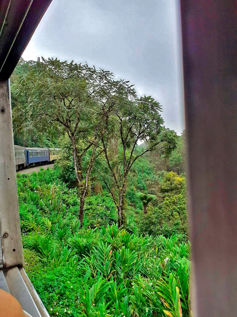 A natureza da Serra do Mar é um espetáculo durante o passeio de trem