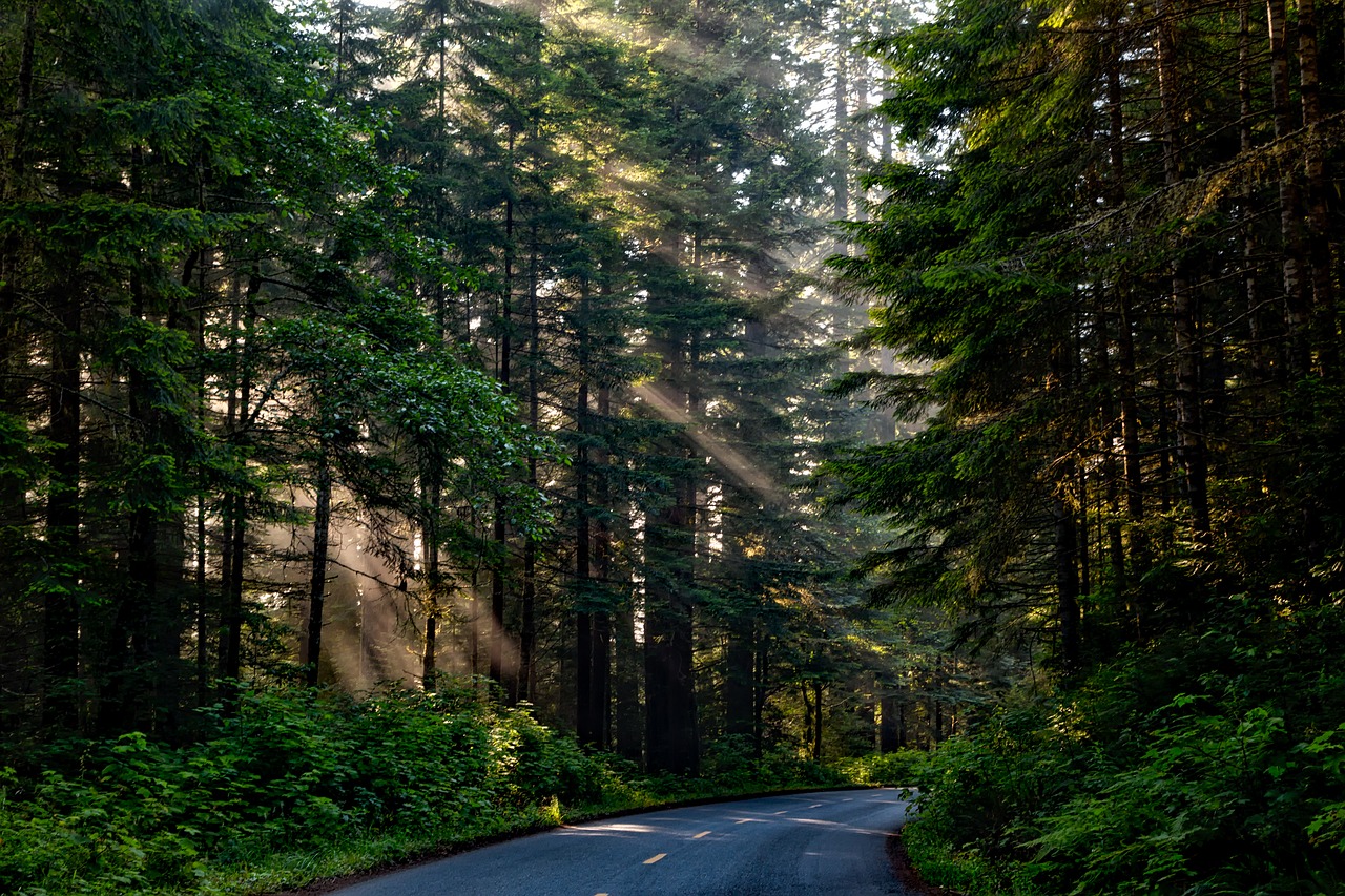 Muita natureza você encontra no Redwood National Park