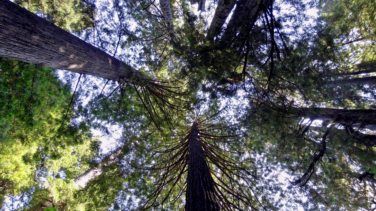 Altura sem fim das sequoias do Sequoia National Park
