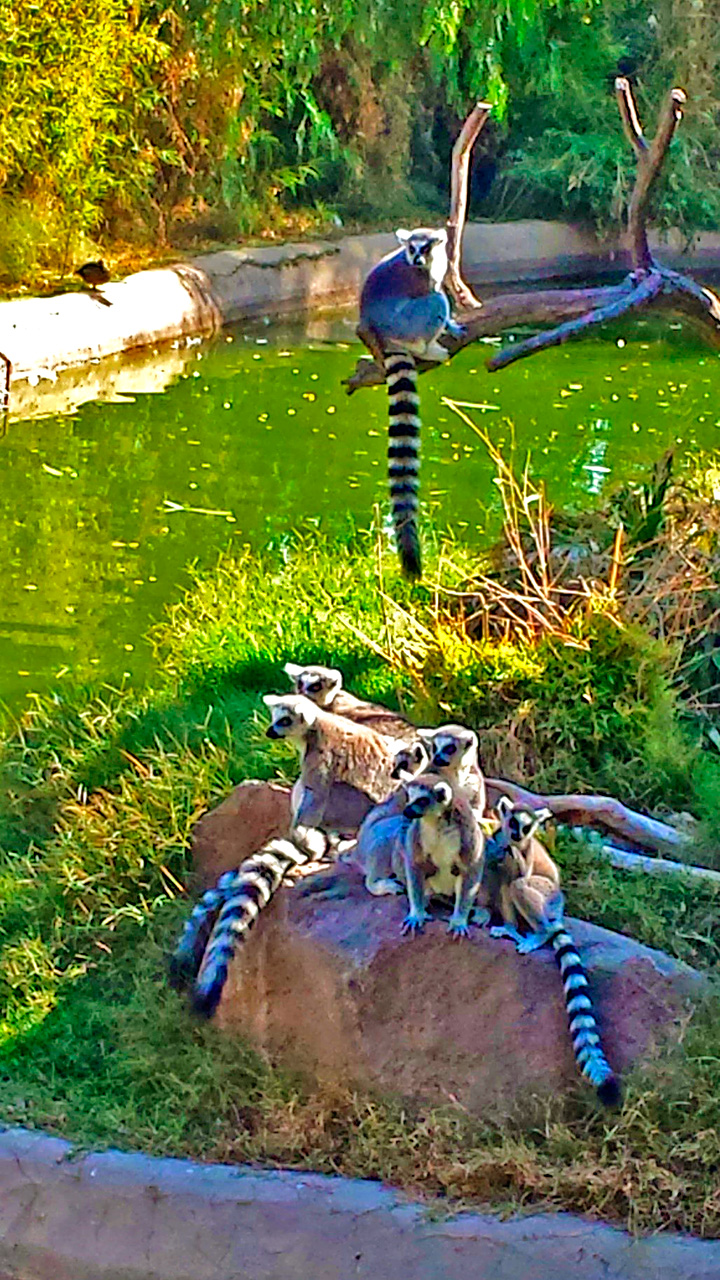 Lêmures do zoológico de Santiago